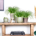 Lot De 3 Cyperus Zumula Herbe À Chat – Plante D'Intérieur