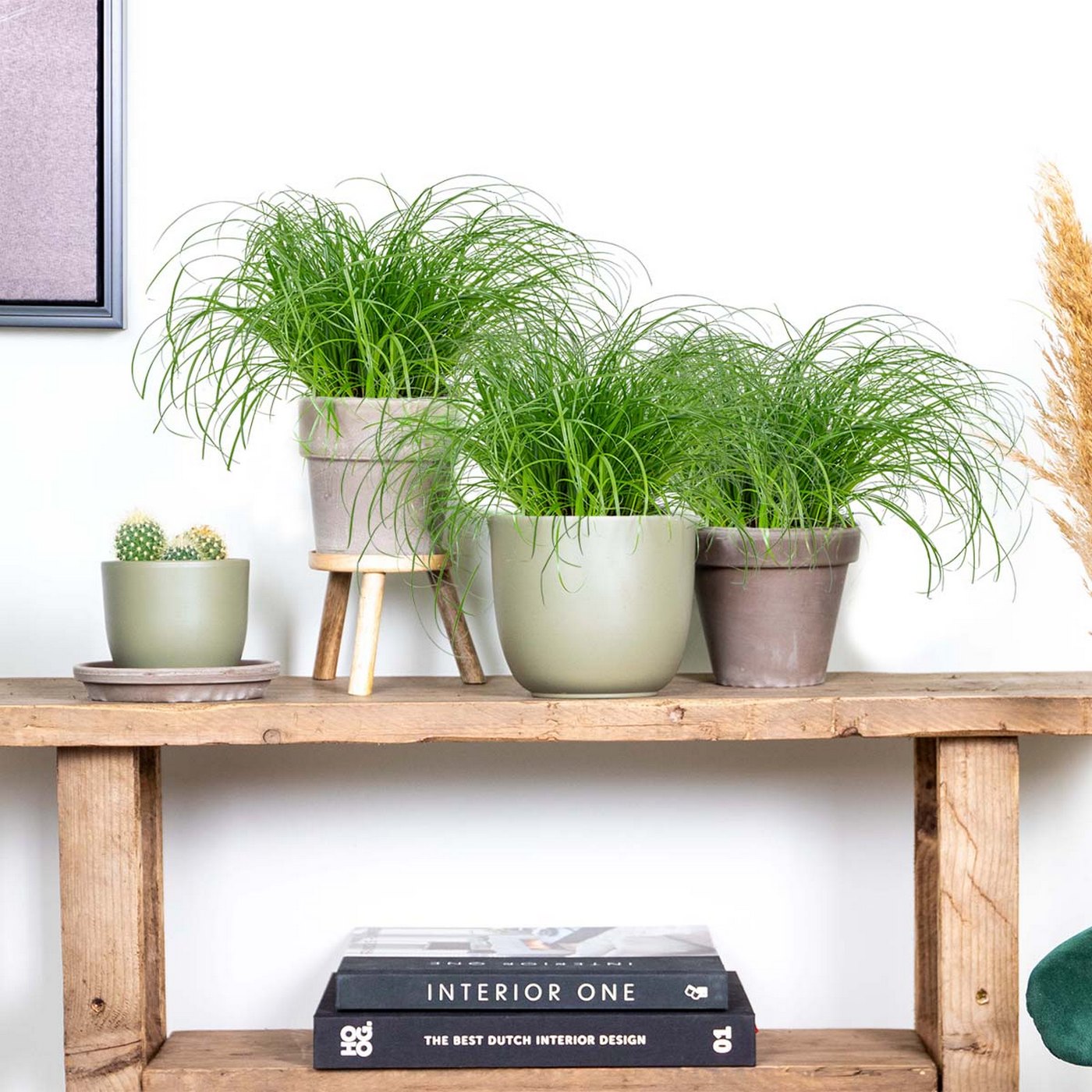 Lot De 3 Cyperus Zumula Herbe À Chat – Plante D'Intérieur