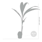 Cocos Nucifera – Indoor Plant
