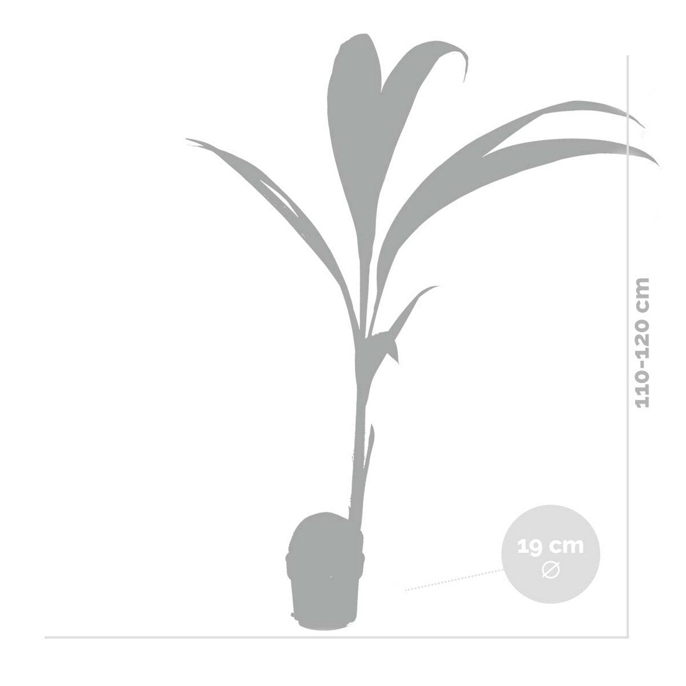 Cocos Nucifera – Indoor Plant