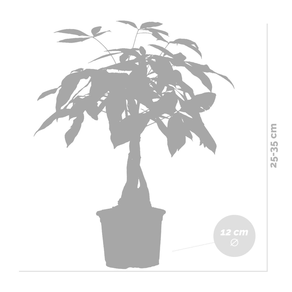 Pachira Money Tree – Indoor Plant