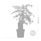 Arce japonés Dissectum – Planta de exterior