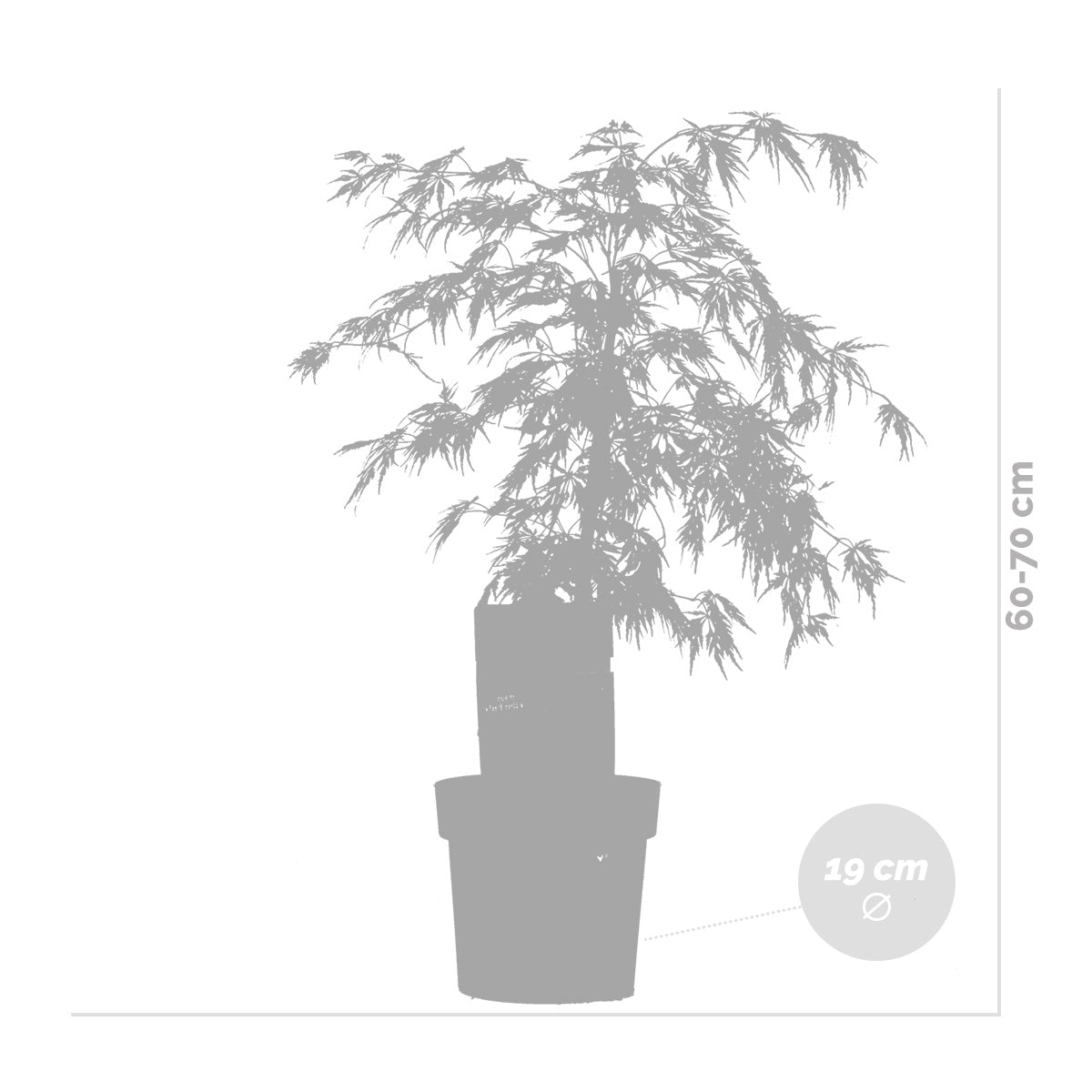 Arce japonés Dissectum – Planta de exterior