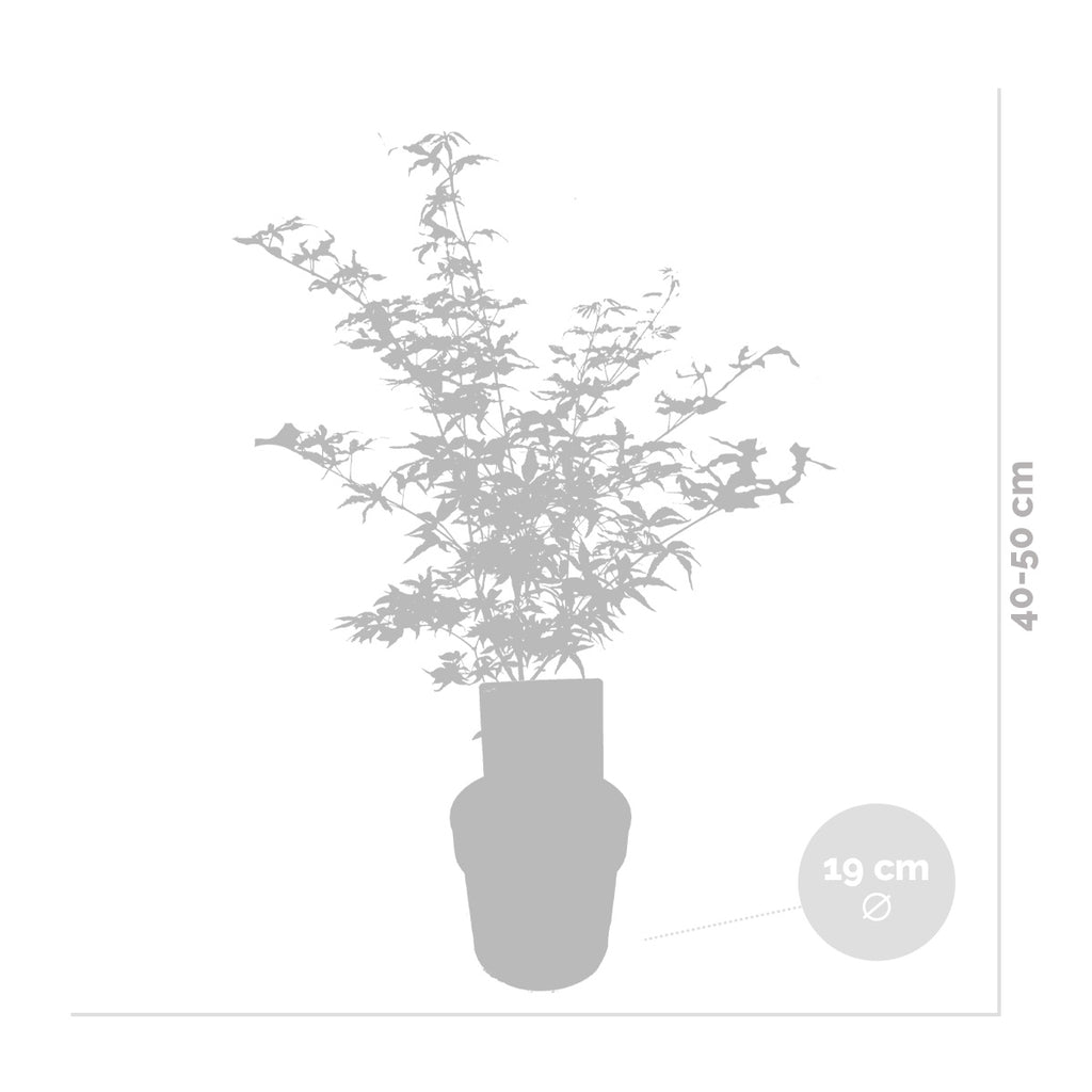 Érable Du Japon Moonrise – Plante D'Extérieur