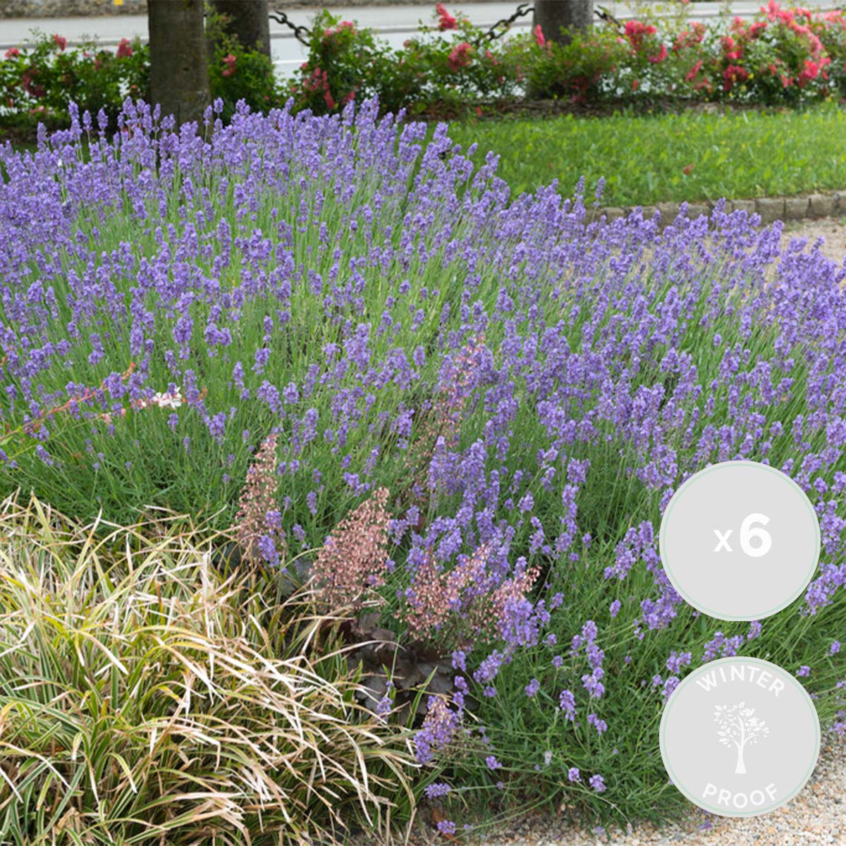 Lot De 6 Lavandes Hidcote – Plante D'Extérieur