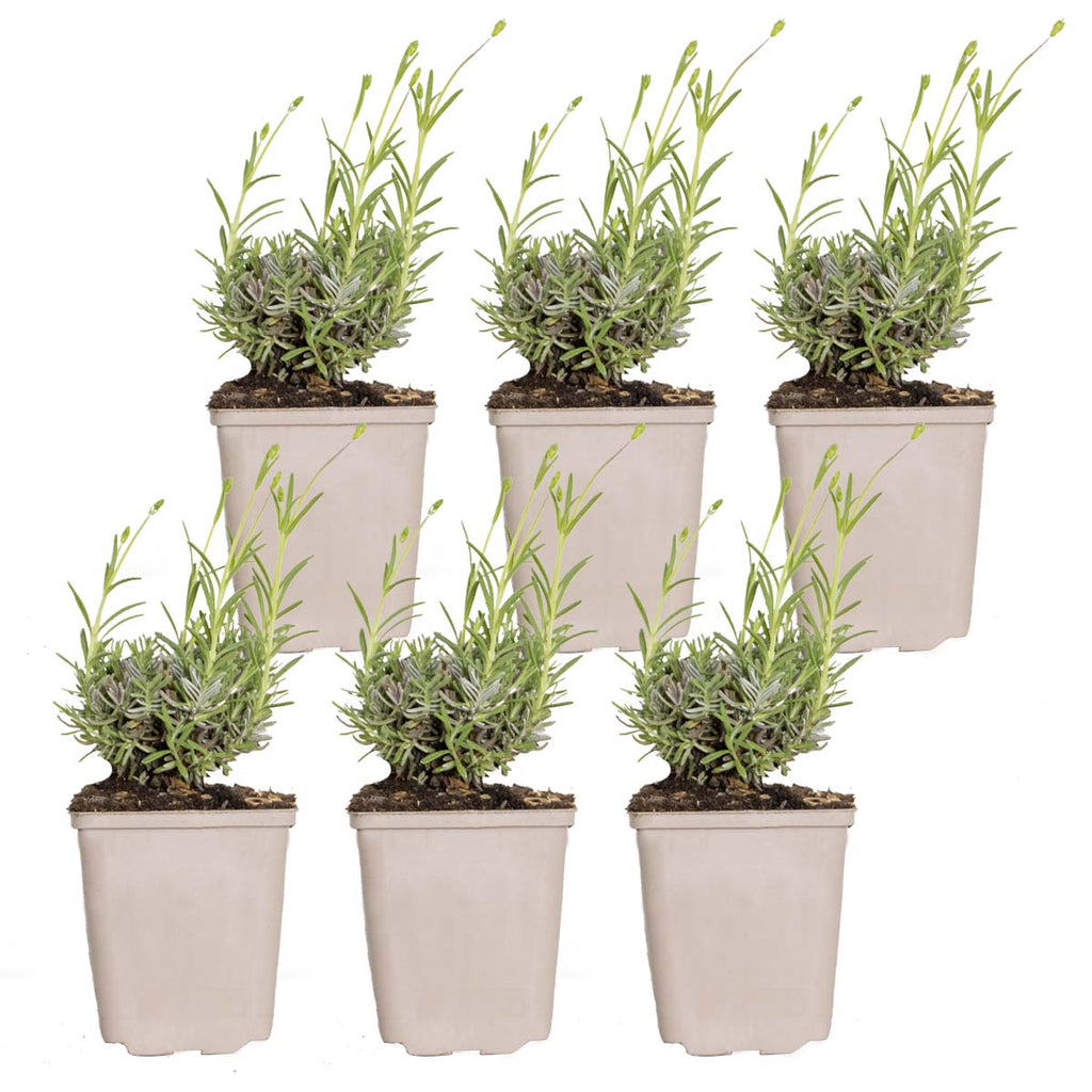 Lot De 6 Lavandes Hidcote – Plante D'Extérieur