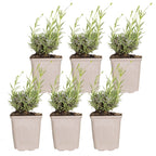 Lot De 6 Lavandes Hidcote – Plante D'Extérieur