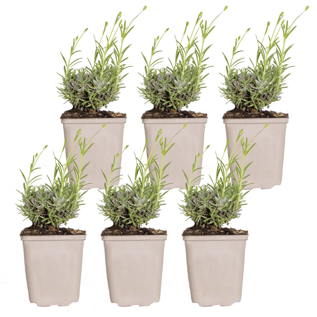 Lot De 6 Lavandes Hidcote – Plante D'Extérieur