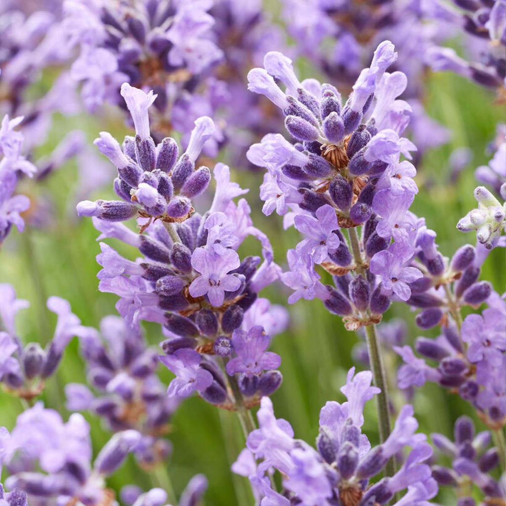 Lot De 6 Lavandes Hidcote – Plante D'Extérieur