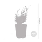 Lot De 6 Lavandes Hidcote – Plante D'Extérieur