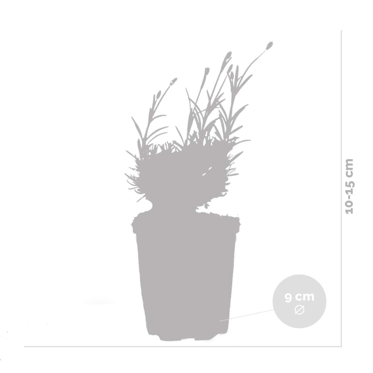 Lot De 6 Lavandes Hidcote – Plante D'Extérieur