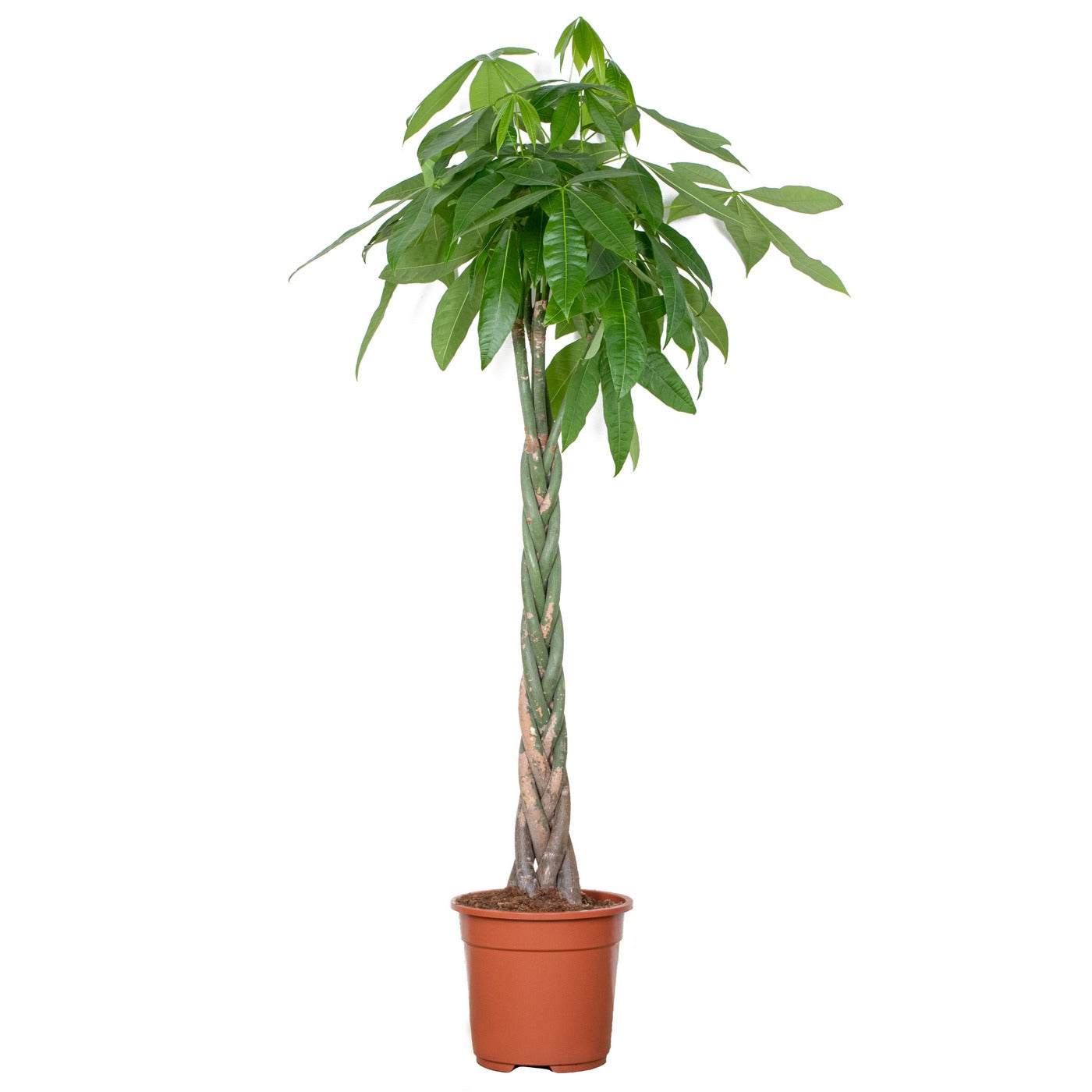Pachira Aquatica Xl – Plante D'Intérieur