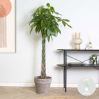 Pachira Aquatica Xl – Plante D'Intérieur