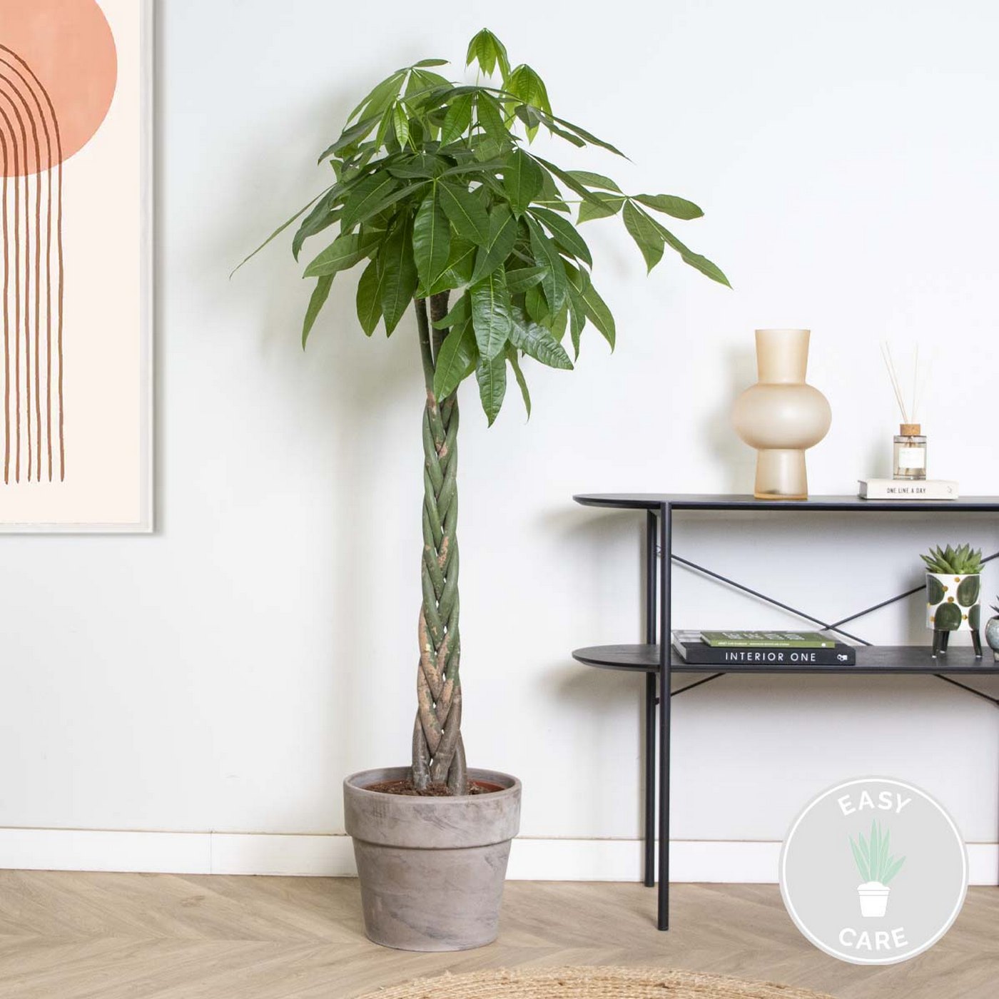 Pachira Aquatica Xl – Plante D'Intérieur