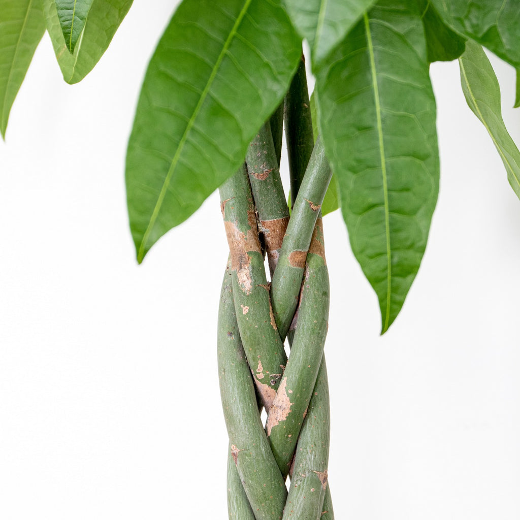 Pachira Aquatica Xl – Plante D'Intérieur