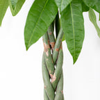Pachira Aquatica Xl – Plante D'Intérieur
