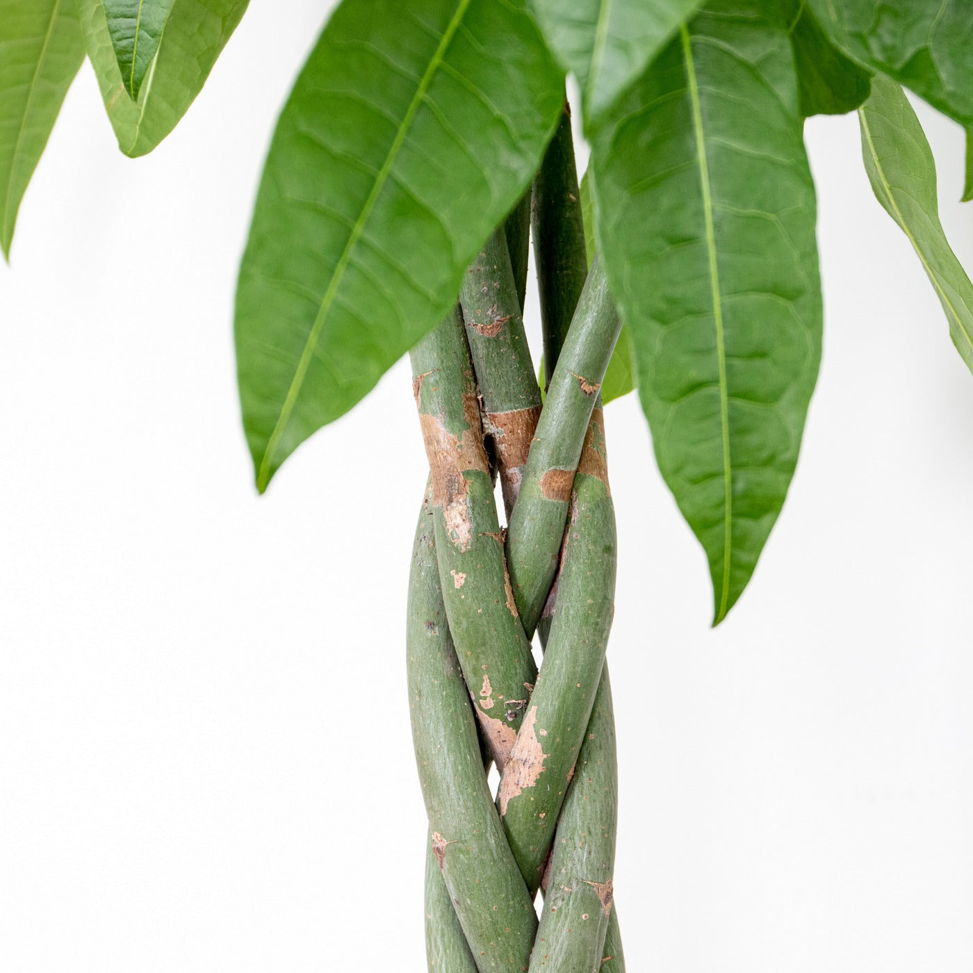 Pachira Aquatica Xl – Plante D'Intérieur
