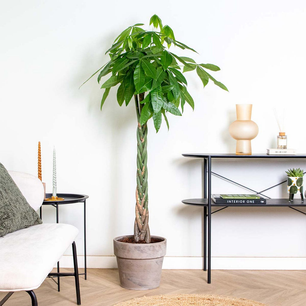 Pachira Aquatica Xl – Plante D'Intérieur