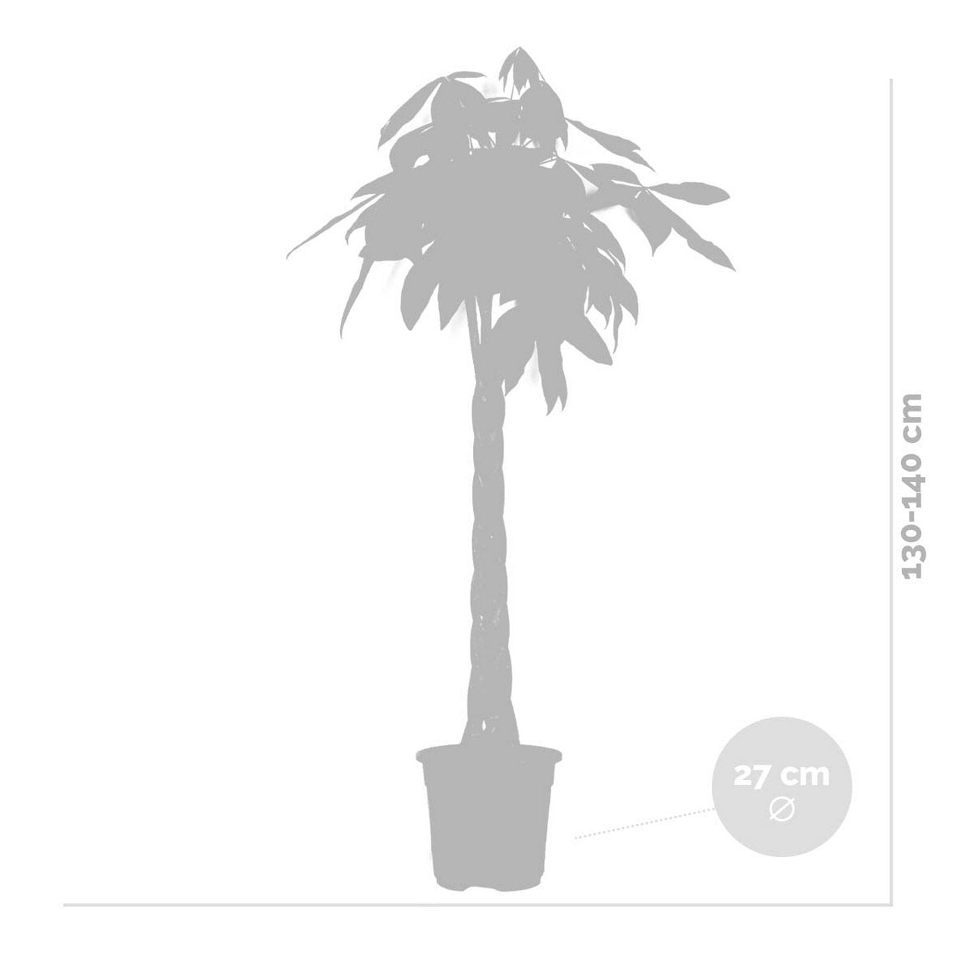 Pachira Aquatica Xl – Plante D'Intérieur