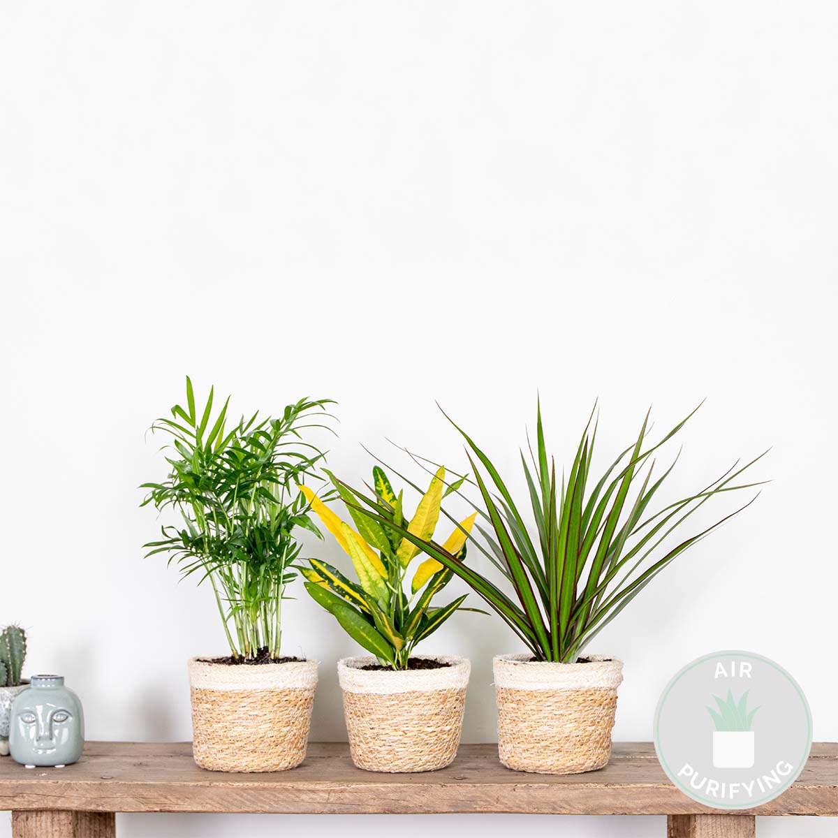 Mélange De 3 Plantes Tropicales – Plante D'Intérieur
