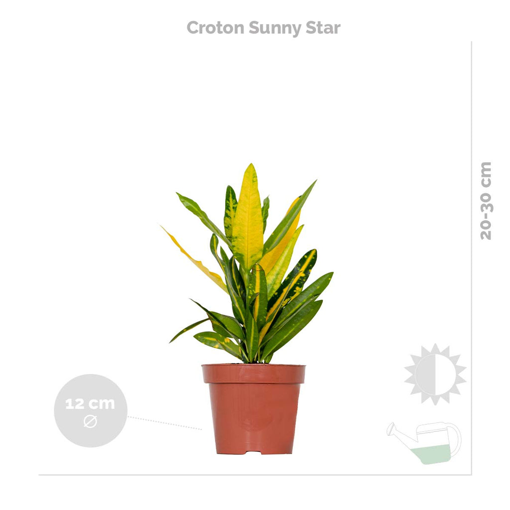 Mélange De 3 Plantes Tropicales – Plante D'Intérieur