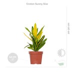 Mélange De 3 Plantes Tropicales – Plante D'Intérieur