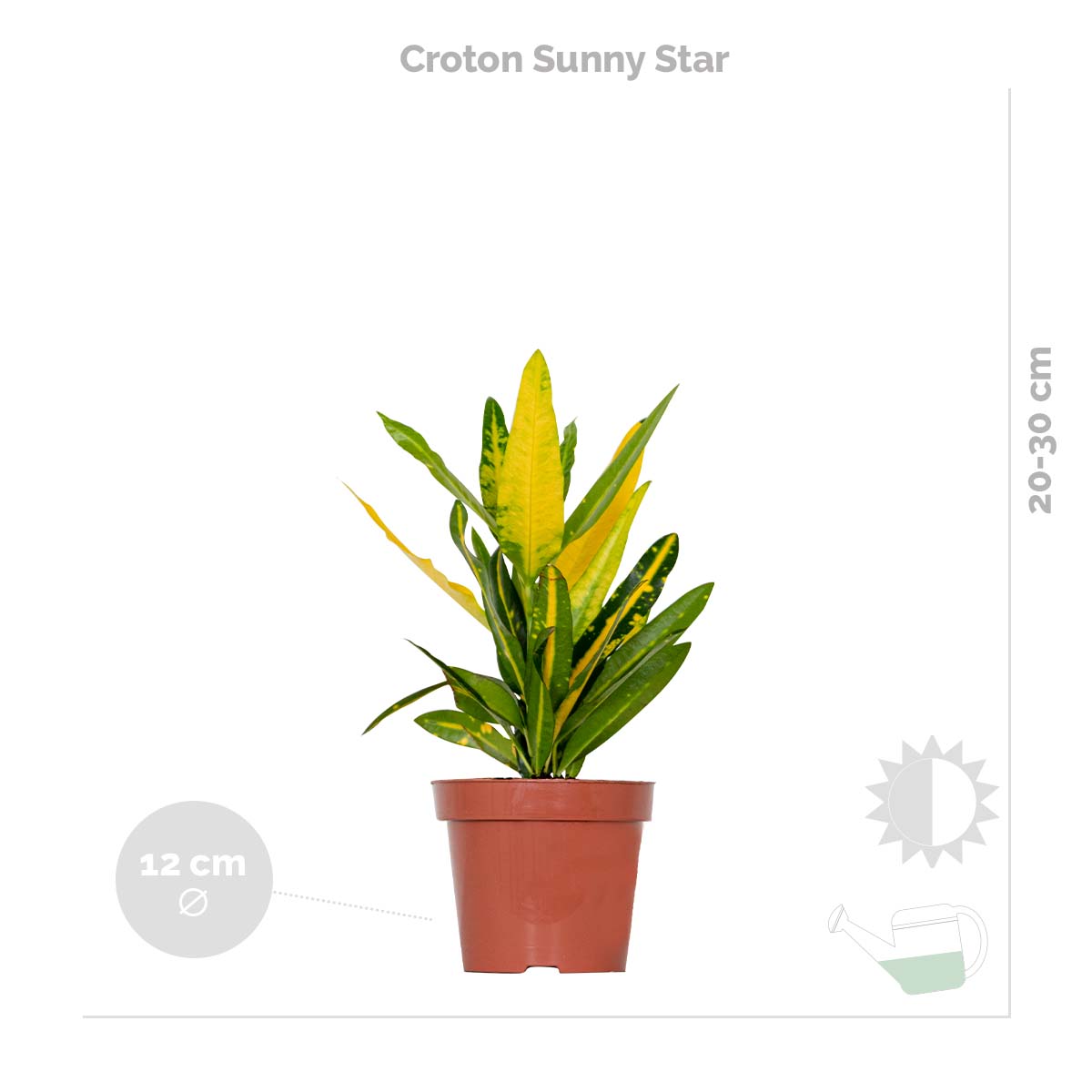 Mélange De 3 Plantes Tropicales – Plante D'Intérieur