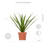 Mélange De 3 Plantes Tropicales – Plante D'Intérieur