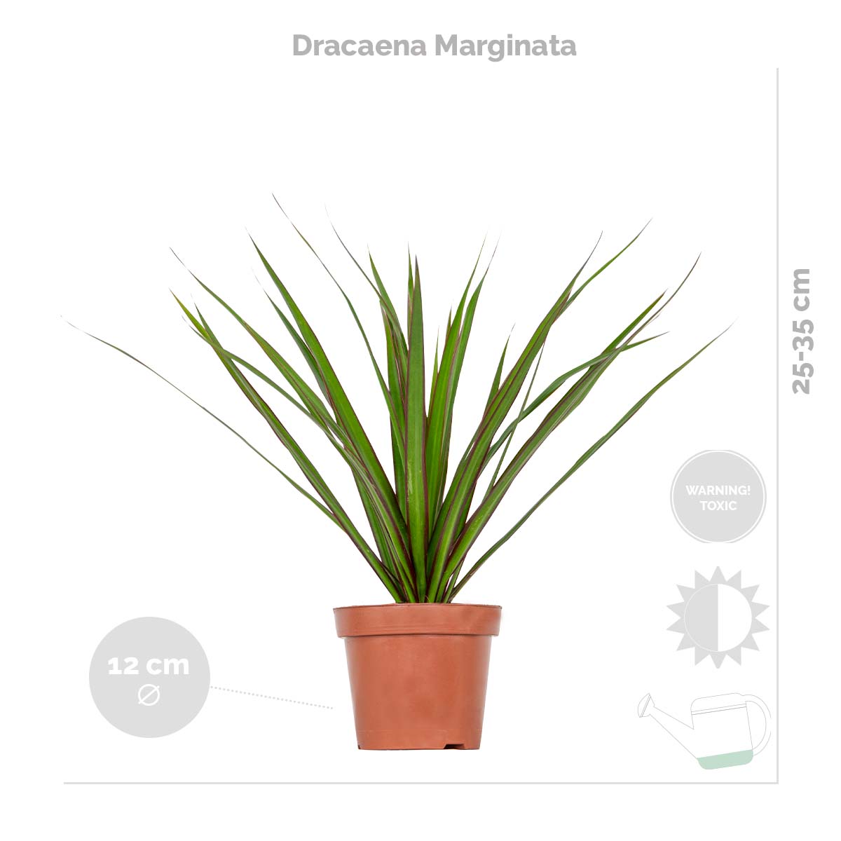 Mélange De 3 Plantes Tropicales – Plante D'Intérieur
