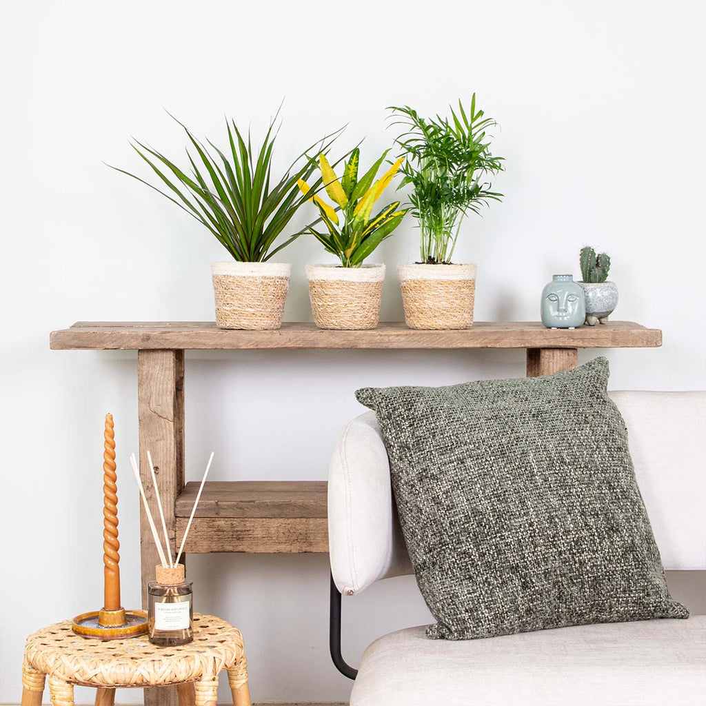 Mélange De 3 Plantes Tropicales – Plante D'Intérieur