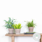 Mélange De 3 Fougères Purificatrices D'Air – Plante D'Intérieur