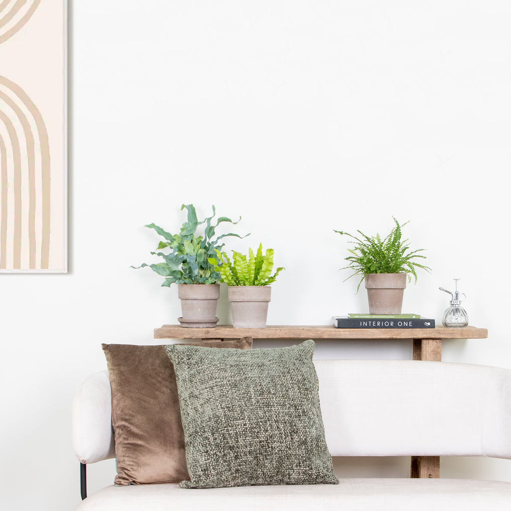 Mélange De 3 Fougères Purificatrices D'Air – Plante D'Intérieur