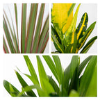 Mélange De 3 Plantes Tropicales – Plante D'Intérieur