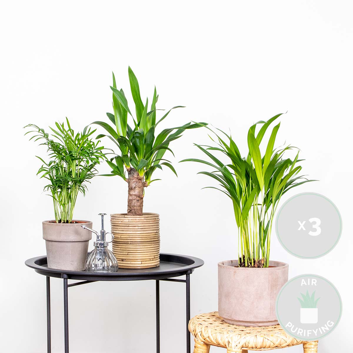 Mélange De 3 Palmiers Tropicaux – Plante D'Intérieur