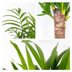 Mélange De 3 Palmiers Tropicaux – Plante D'Intérieur