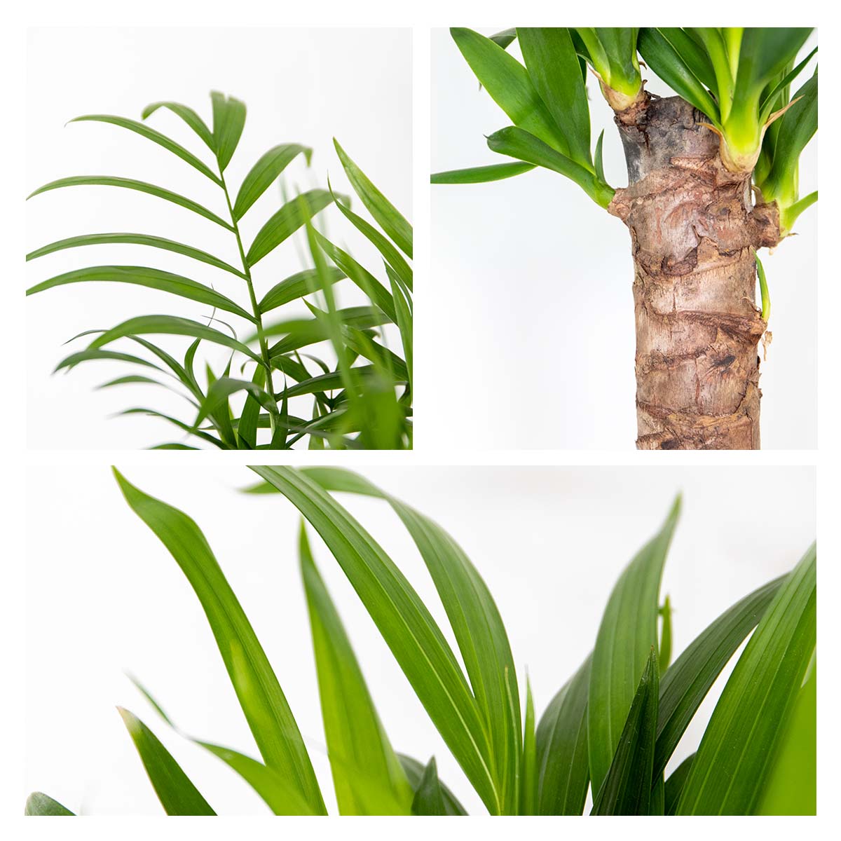 Mélange De 3 Palmiers Tropicaux – Plante D'Intérieur