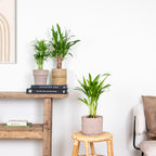 Mélange De 3 Palmiers Tropicaux – Plante D'Intérieur