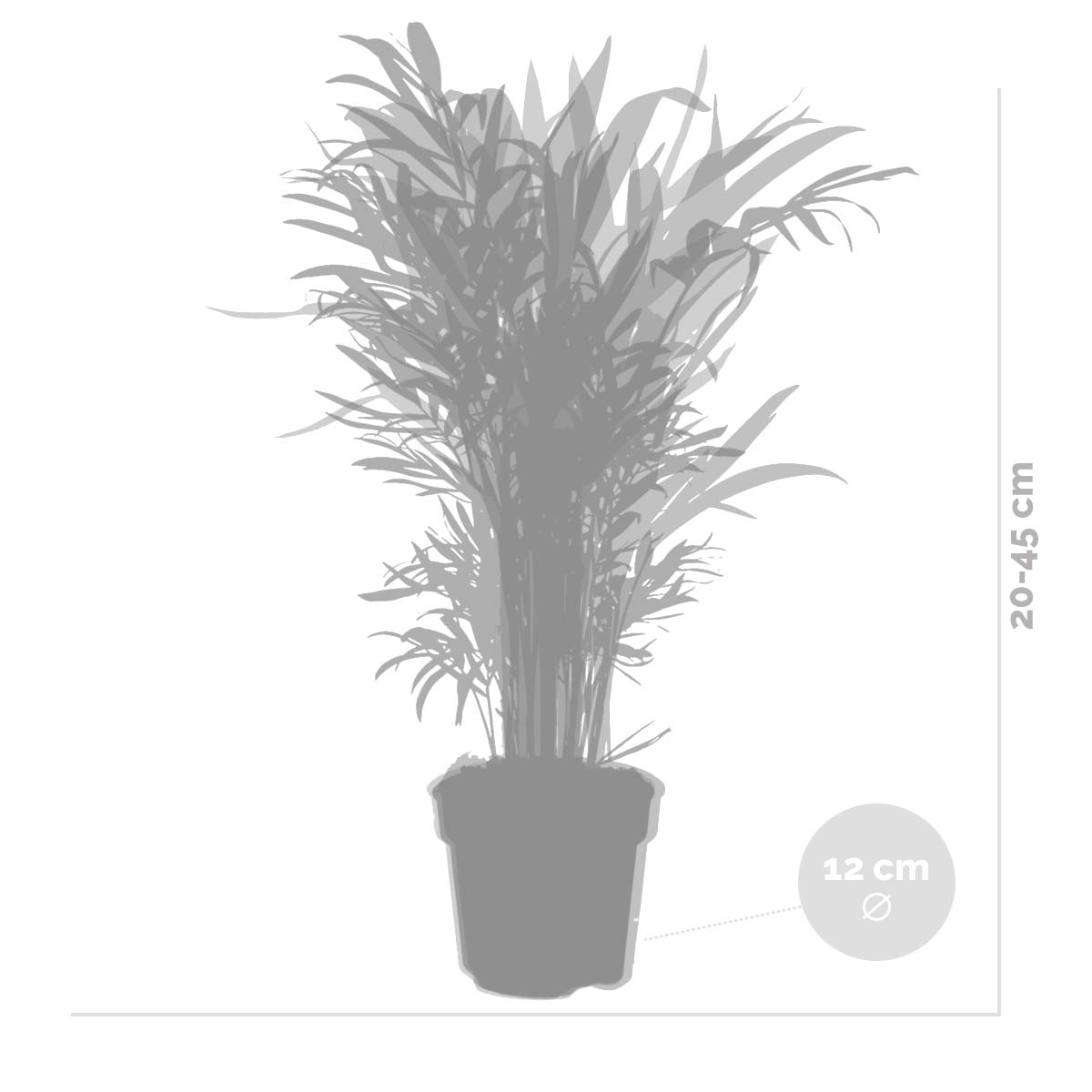 Mélange De 3 Palmiers Tropicaux – Plante D'Intérieur
