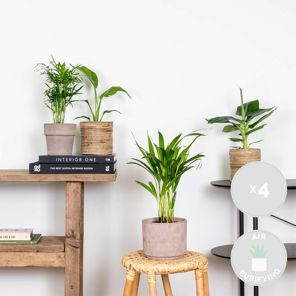 Mix of 4 Trendy Plants – Indoor Plant