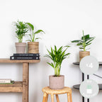 Mix of 4 Trendy Plants – Indoor Plant