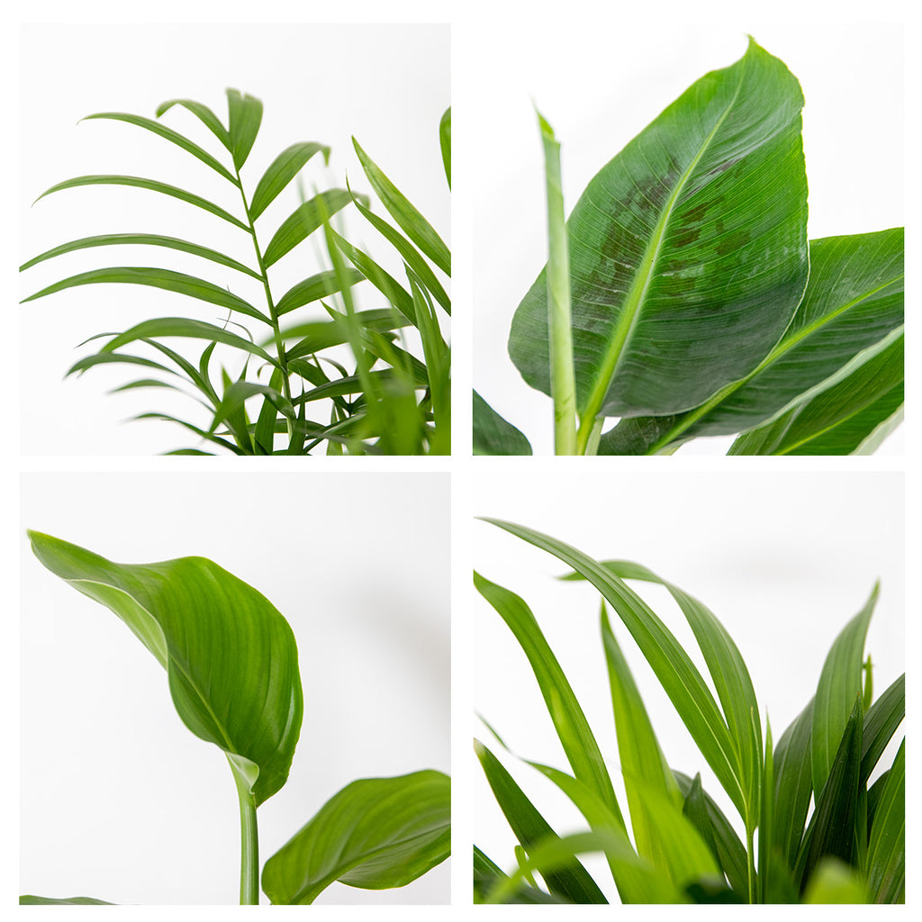 Mix of 4 Trendy Plants – Indoor Plant