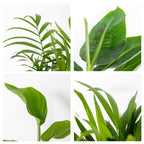 Mix of 4 Trendy Plants – Indoor Plant