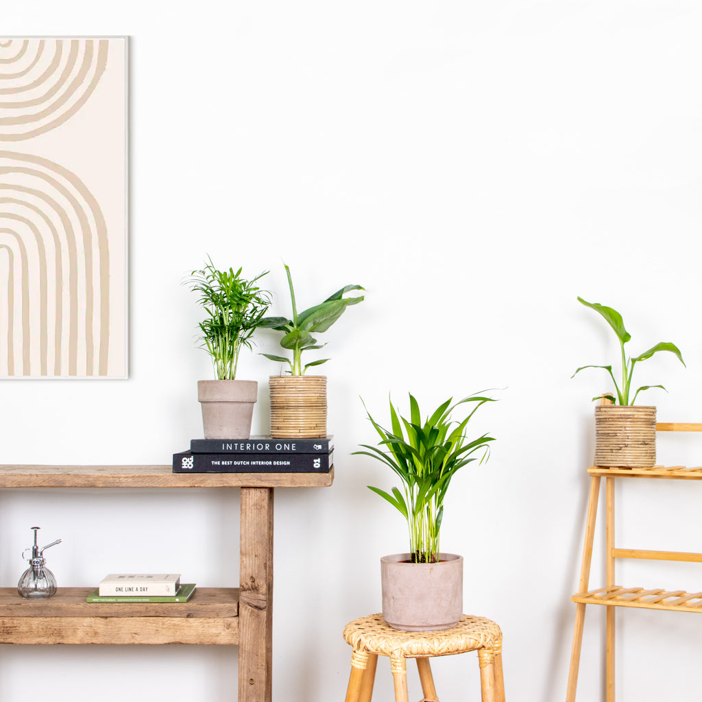Mix of 4 Trendy Plants – Indoor Plant