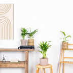 Mix of 4 Trendy Plants – Indoor Plant