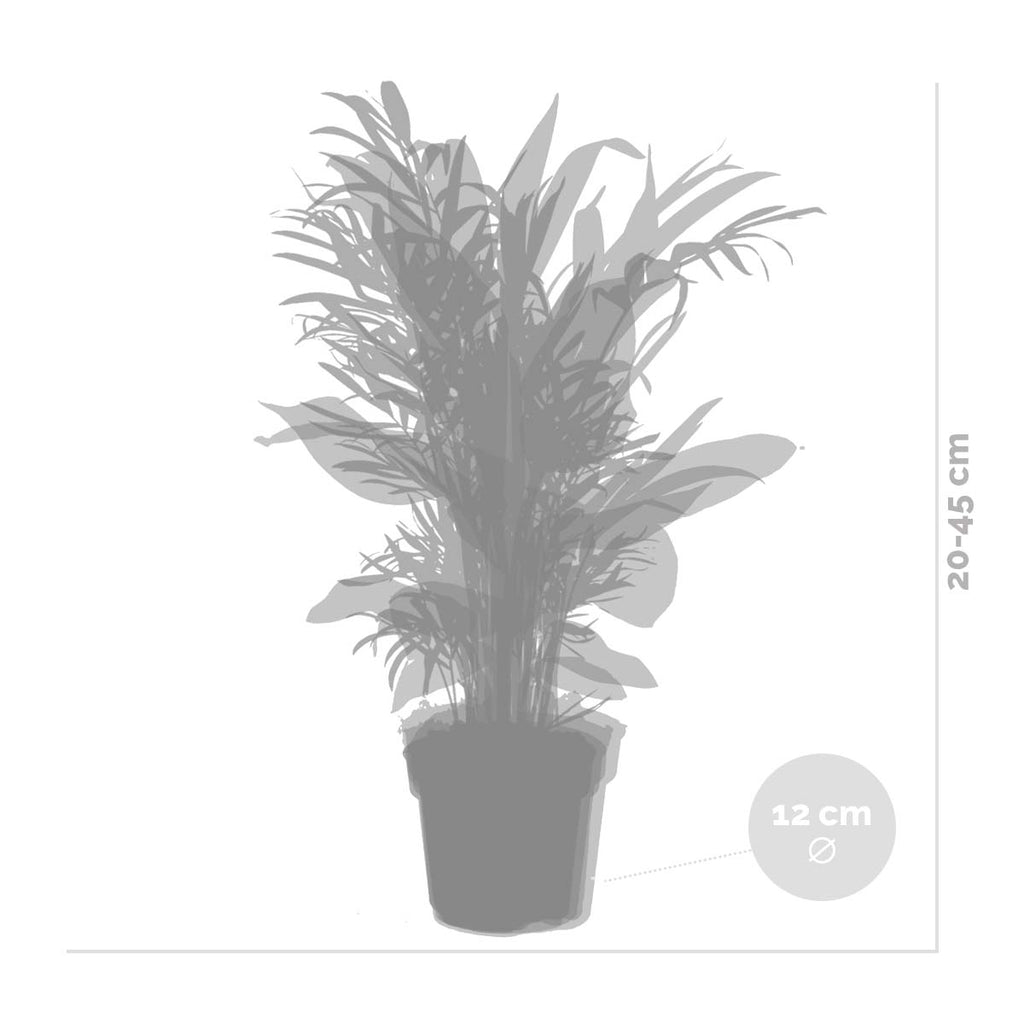 Mix of 4 Trendy Plants – Indoor Plant