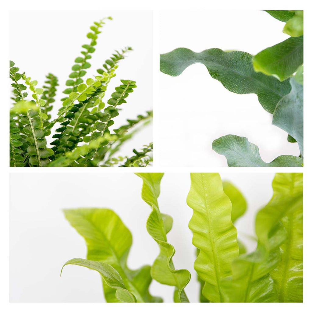 Mélange De 3 Fougères Purificatrices D'Air – Plante D'Intérieur