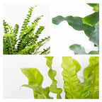 Mélange De 3 Fougères Purificatrices D'Air – Plante D'Intérieur