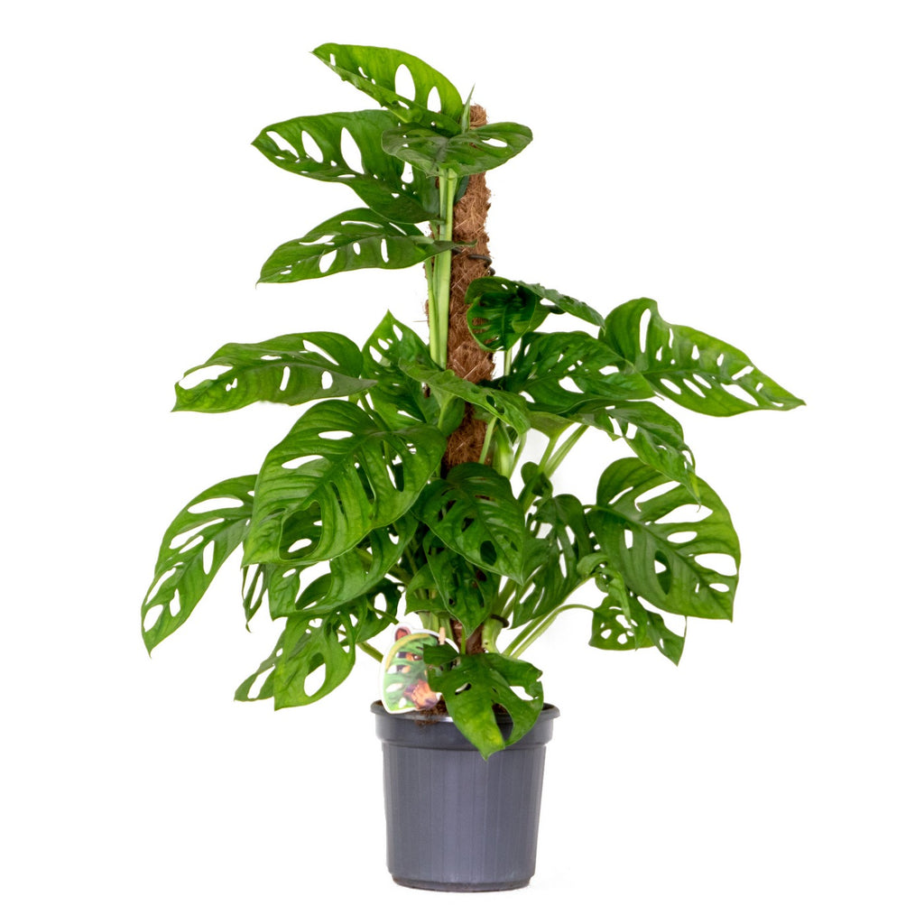 Monstera Monkey Leaf on Moss Pole – Houseplant