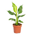 Strelitzia Reginae – Plante D'Intérieur