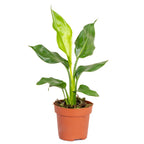 Strelitzia Reginae – Plante D'Intérieur